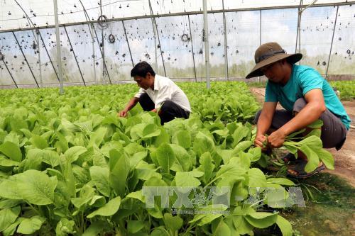 Trồng rau sạch trong nhà lưới ở Phú Quốc 